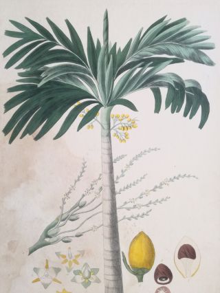 Mann Foreign Medicinal Plants Colored Folio Palm Areca Catechu 1830 2