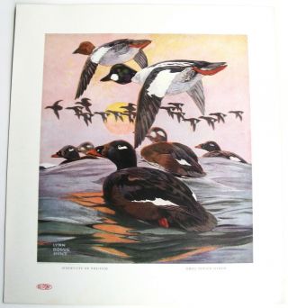 5 Vintage 1917 Lynn Bogue Hunt Dupont " American Game Birds " 5 Wildlife Prints