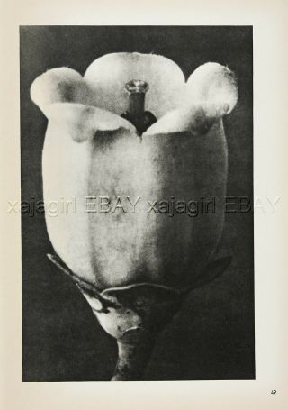 Botany Northern Highbush Blueberry Rare 1940s Photogravure Print 2
