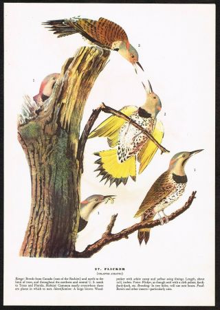 1930s Vintage John James Audubon Flicker Bird Art Print