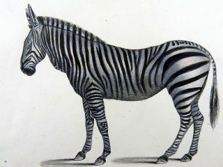 1824 Zebra Quagga - K.  J.  Brodtmann Hand Colored Folio Stone Lithograph