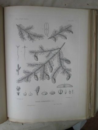 Vintage Print,  Pl 603,  Hemlock,  Silva,  Trees,  1st Ed.  C1900