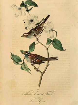 Audubon 1st Ed.  Octavo White - Throated Finch Plate 191