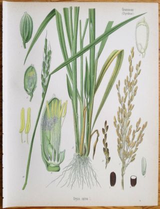 Koehler: Large Chromo Medicinal Plants Rice 1887