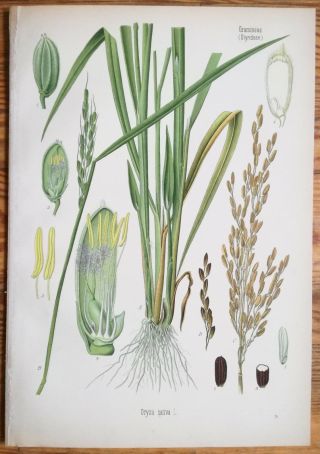 Koehler: Large Print Medicinal Plants Rice Oryza Sativa 1887