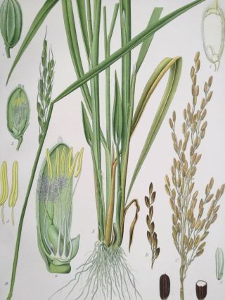 Koehler: Large Print Medicinal Plants Rice Oryza sativa 1887 2