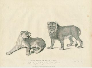 White Or Silver Liions 1830 Kelly Antique Steel Engraved Animal Print
