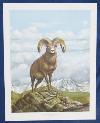 " Rocky Mountain Bighorn Sheep ",  Signed Print By Ray Harm,  22 " X 28 ",  1976