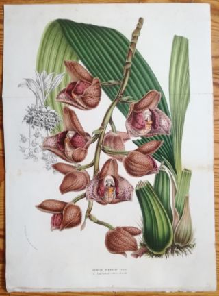 Van Houtte: Garden Flowers Large Print Orchid Acineta Humboldtii - 1854 (ns)