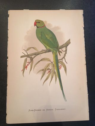 Greene ' s “Parrots In Captivity” “Ring - Necked Or Bengal Parrakeet” 1884 2