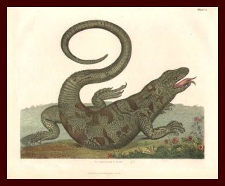 Lizard Of Surinam,  Fine Hand Colored Antique Engraving,  Scarce,  1822