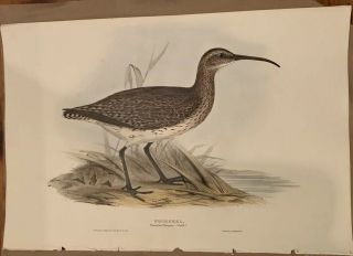 John Gould Whimbrel Lithograph 1832 - 37 Birds Of Europe