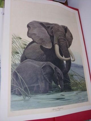 John A.  Ruthven African Elephants Double Signed Limited Edition 1341/5000 Print