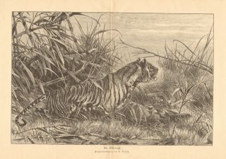 Bengal Tiger,  In The Jungle,  Antelope For Lunch,  Vintage 1893 Antique Art Print