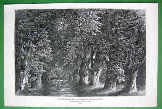 Germany Biebrich Castle Park Giant Chestnuts Alley - Victorian Antique Print