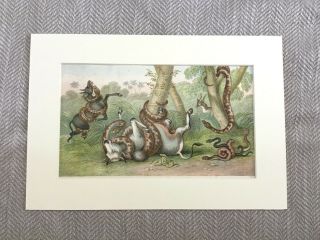 Antique Print Snake Cobra Viper Goats Natural History Victorian Art Color Litho