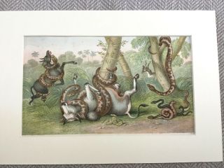 Antique Print Snake Cobra Viper Goats Natural History Victorian Art Color Litho 2