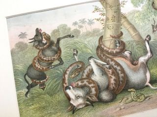 Antique Print Snake Cobra Viper Goats Natural History Victorian Art Color Litho 3