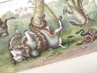 Antique Print Snake Cobra Viper Goats Natural History Victorian Art Color Litho 4