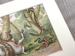 Antique Print Snake Cobra Viper Goats Natural History Victorian Art Color Litho 5