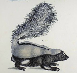 1824 Skunk Otters - K.  J.  Brodtmann Hand Colored Folio Lithograph