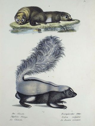 1824 SKUNK OTTERS - K.  J.  Brodtmann hand colored FOLIO lithograph 2