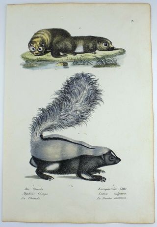 1824 SKUNK OTTERS - K.  J.  Brodtmann hand colored FOLIO lithograph 3