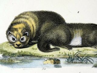 1824 SKUNK OTTERS - K.  J.  Brodtmann hand colored FOLIO lithograph 4