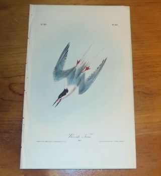 Birds Of America.  Audubon.  Roseate Tern.  1st Ed.  1840.