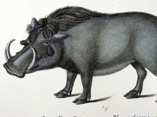 1824 Warthog Peccary K.  J.  Brodtmann Hand Colored Folio Lithography