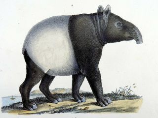 1824 Tapir Hydrax - K.  J.  Brodtmann Hand Colored Folio Stone Lithography