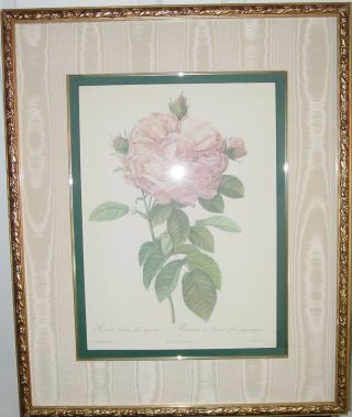 " The Rose " By Pierre Joseph Redoute (1759 - 1840) Framed Botanical Art Print