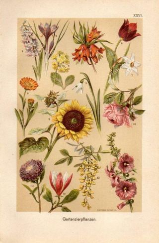1899 Martin Chromo Snowdrop,  Daffodil,  Primrose,  Tulip,  Marigold,  Sunflower, .