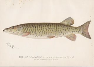 Antique Fish Print: The Muskellunge Or Muskie By S.  F.  Denton 1896