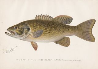 Antique Fish Print: The Small Mouthed Black Bass By S.  F.  Denton 1896