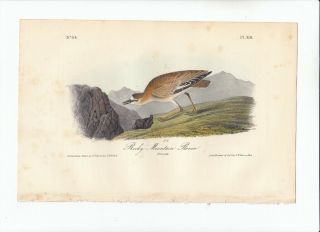 1st Ed Audubon Birds Of America Octavo Print 1840: Rocky Mountain Plover.  318