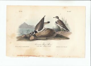 1st Ed Audubon Birds Of America Octavo Print 1840: American Ring Plover.  320