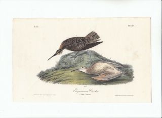 1st Ed Audubon Birds Of America Octavo Print 1840: Esquimaux Curlew.  357
