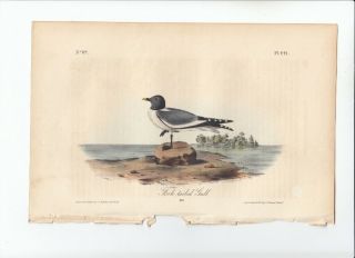 1st Ed Audubon Birds Of America Octavo Print 1840: Forked - Tailed Gull.  441