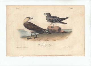 Rare 1st Ed Audubon Birds Of America Octavo Print 1840: Richardson 