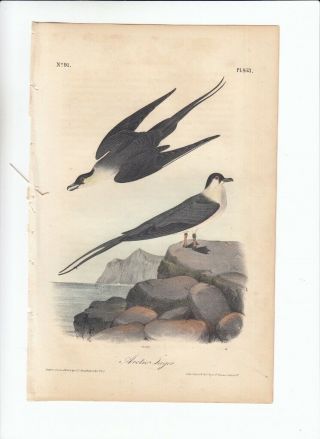 Rare 1st Ed Audubon Birds Of America Octavo Print 1840: Arctic Jager.  453