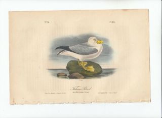 Rare 1st Ed Audubon Birds Of America Octavo Print 1840: Fulmar Petrel.  455