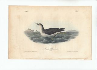 Rare 1st Ed Audubon Birds Of America Octavo Print: Mank 