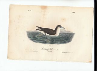 Rare 1st Ed Audubon Birds Of America Octavo Print: Dusky Shearwater.  458