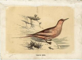1853 Tropic Bird Antique Engraving Print W.  I.  Bicknell