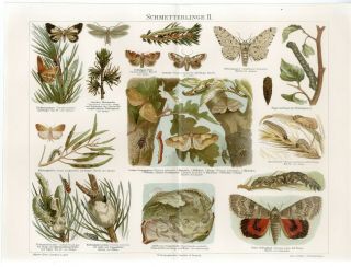 1895 Butterfly Moth Caterpillar Pupa Antique Chromolithograph Print