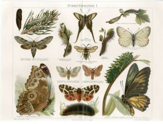 1895 Butterfly Moth Hornet Moth Blue Morpho Antique Chromolithograph Print