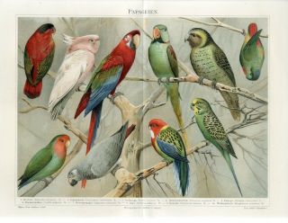 1895 Cockatoo Macaw Lori Jako Rosella Lori Kakapo Parrots Chromolithograph Print