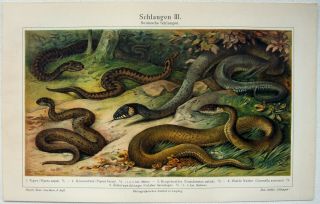 European Snakes - 1908 Chromo - Lithograph By Meyers.  Antique