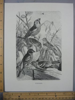 Rare Antique Vtg Finches In A Tree Birds Avian Illustration Art Print